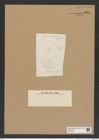 Diatomeae indet. Zeichnungen Sammlung Grunow Nr. 8204 (NHMW-BOT-W0377587)